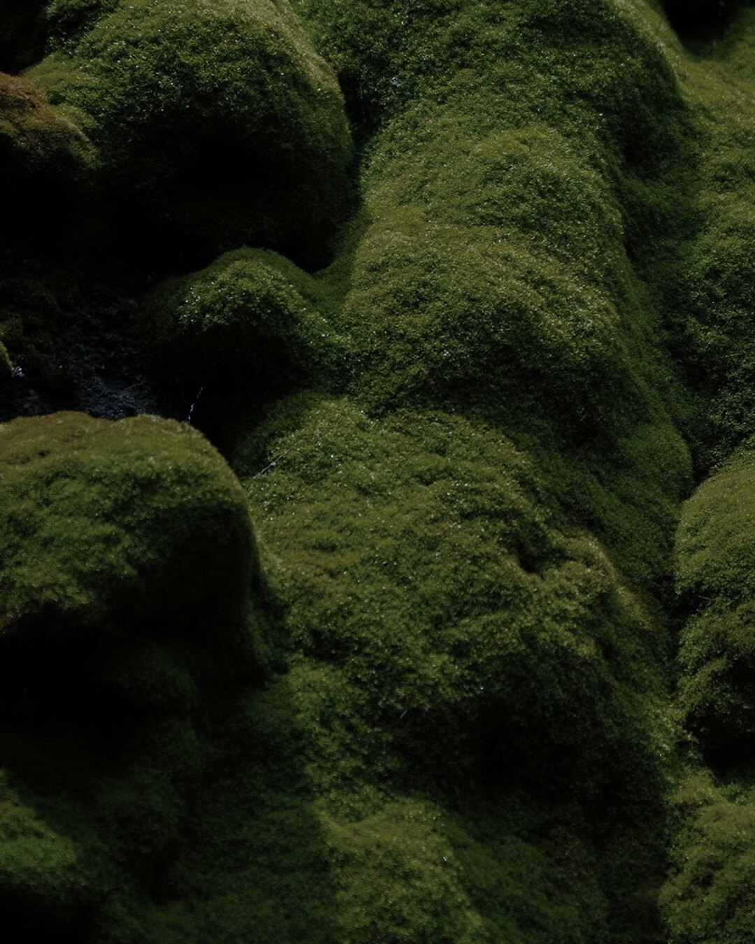A close-up of dense, undulating moss in deep forest green.